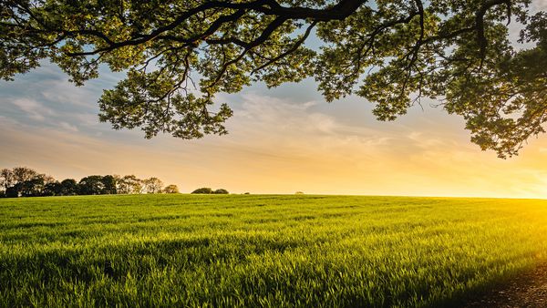 Les enjeux de la résilience alimentaire