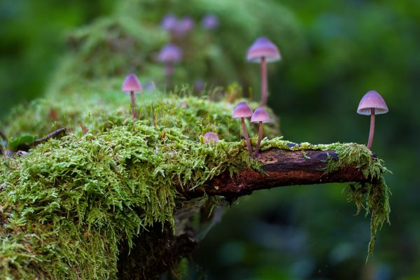 Biomimétisme : s'inspirer du vivant pour bâtir la résilience